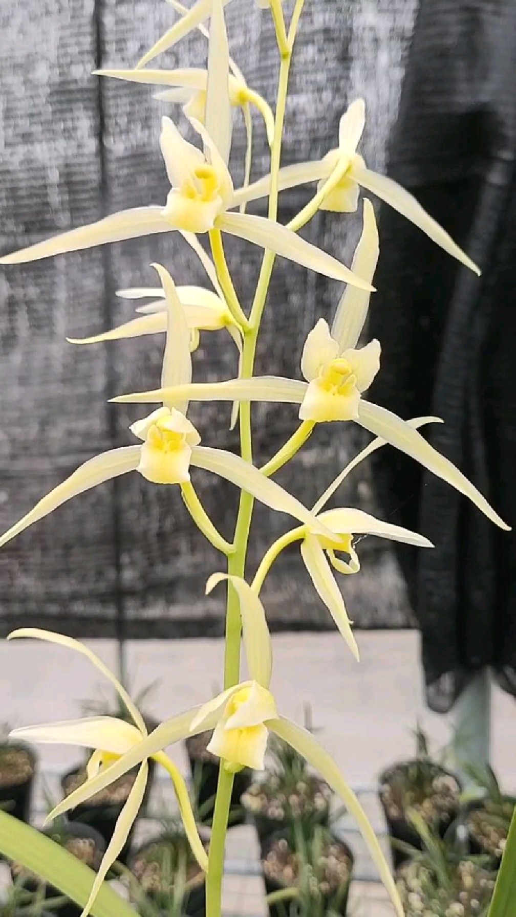 大叶寒兰精品丰雪今年开的太霸气了颜色明亮纯净天气越冷颜色越漂亮