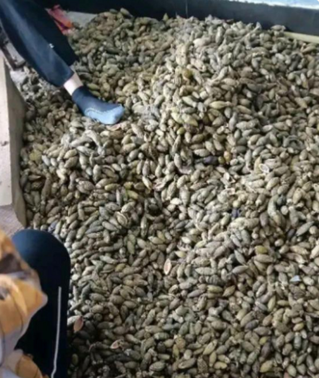 这辈子都不会再吃槟榔了