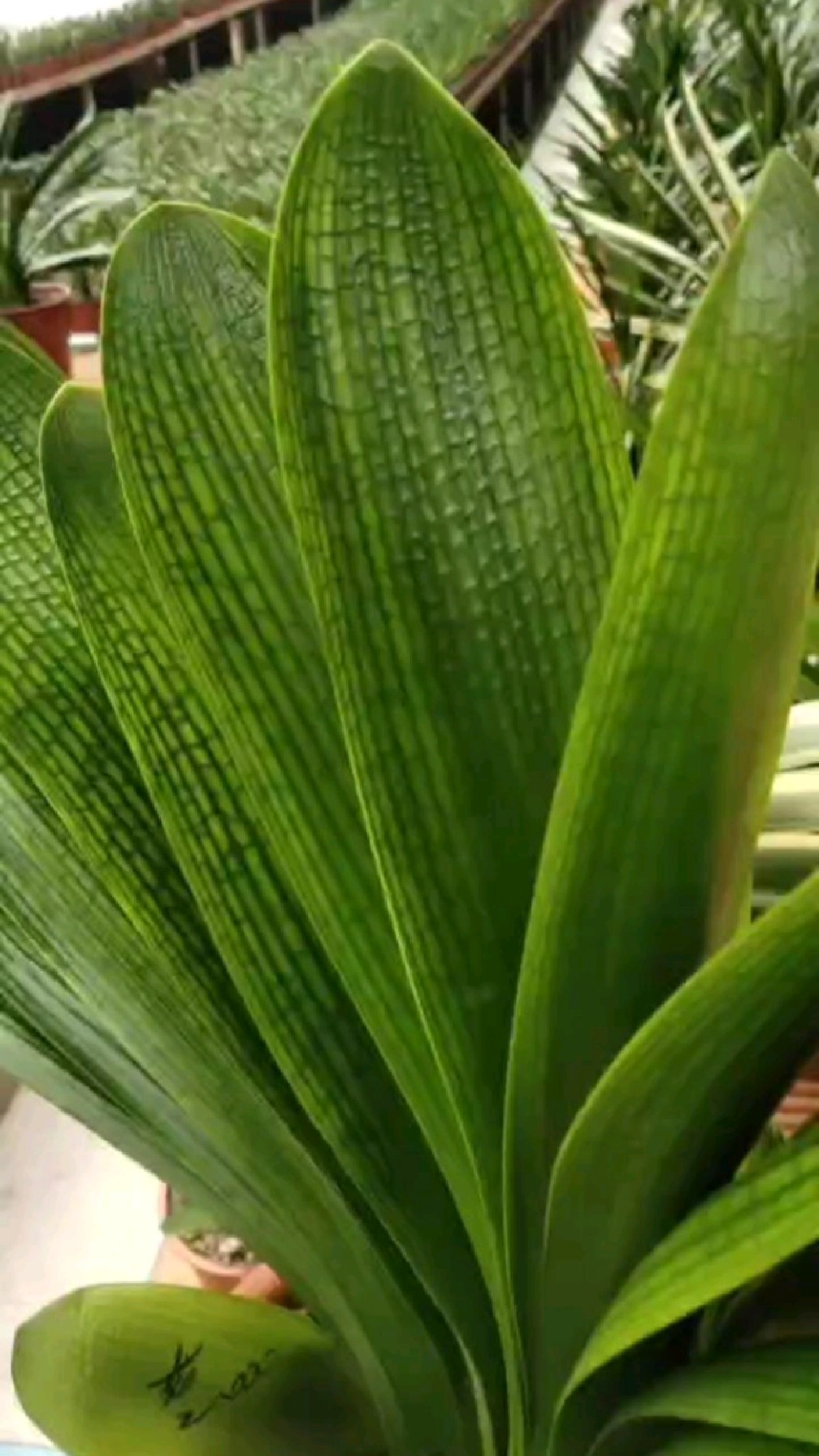 长春君子兰水晶花脸