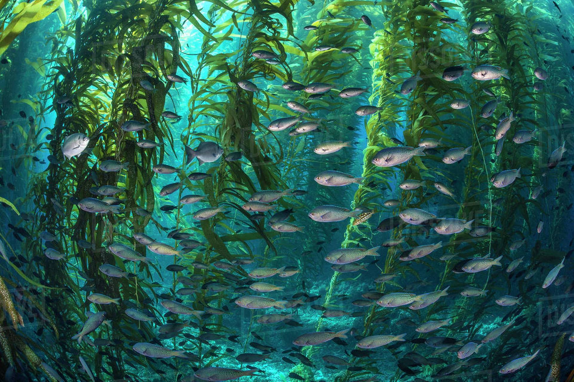 海底森林——巨藻  "大海藻"这个词代表多种巨型褐藻,大部分都属于