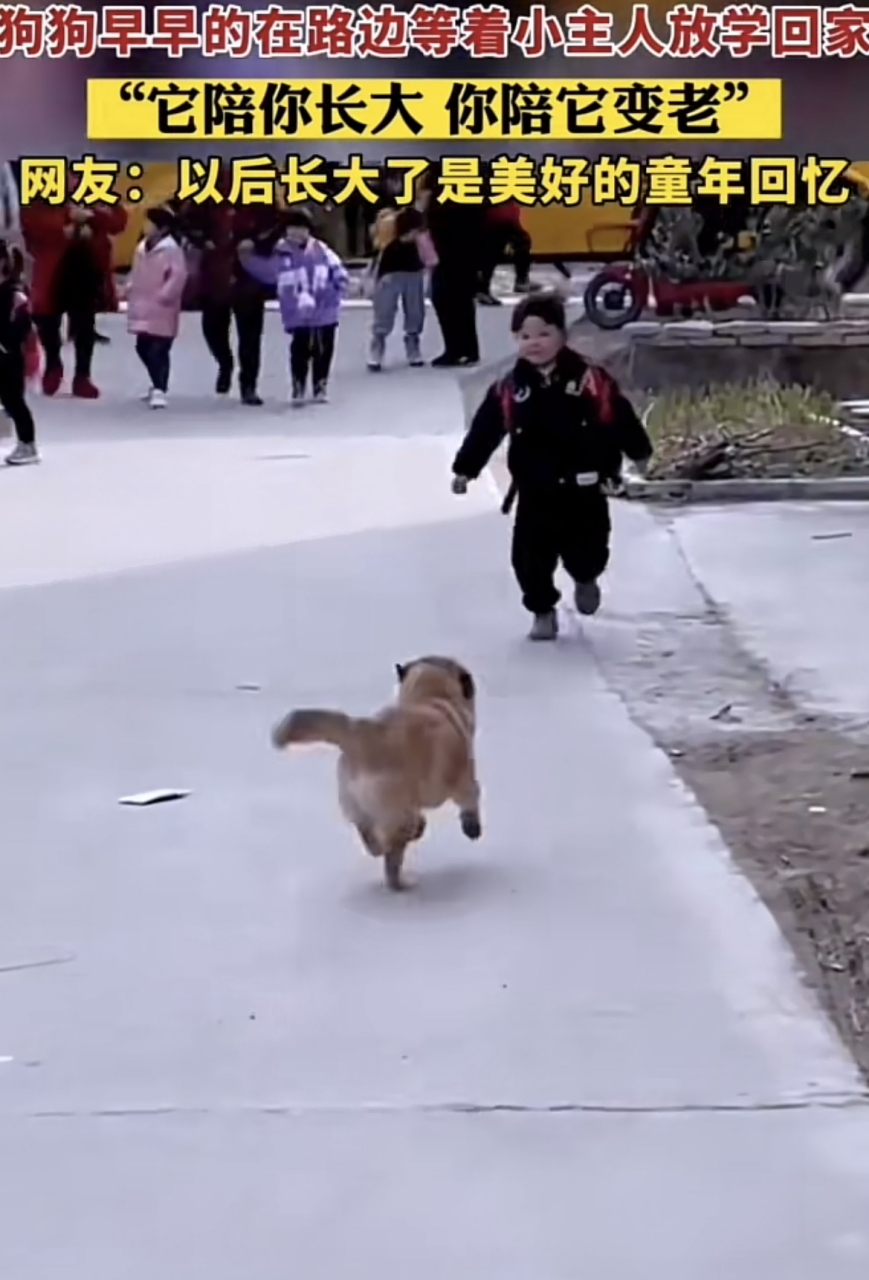 狗狗早早的在路边等着小主人放学回家"它陪你长大 你陪它变老"!