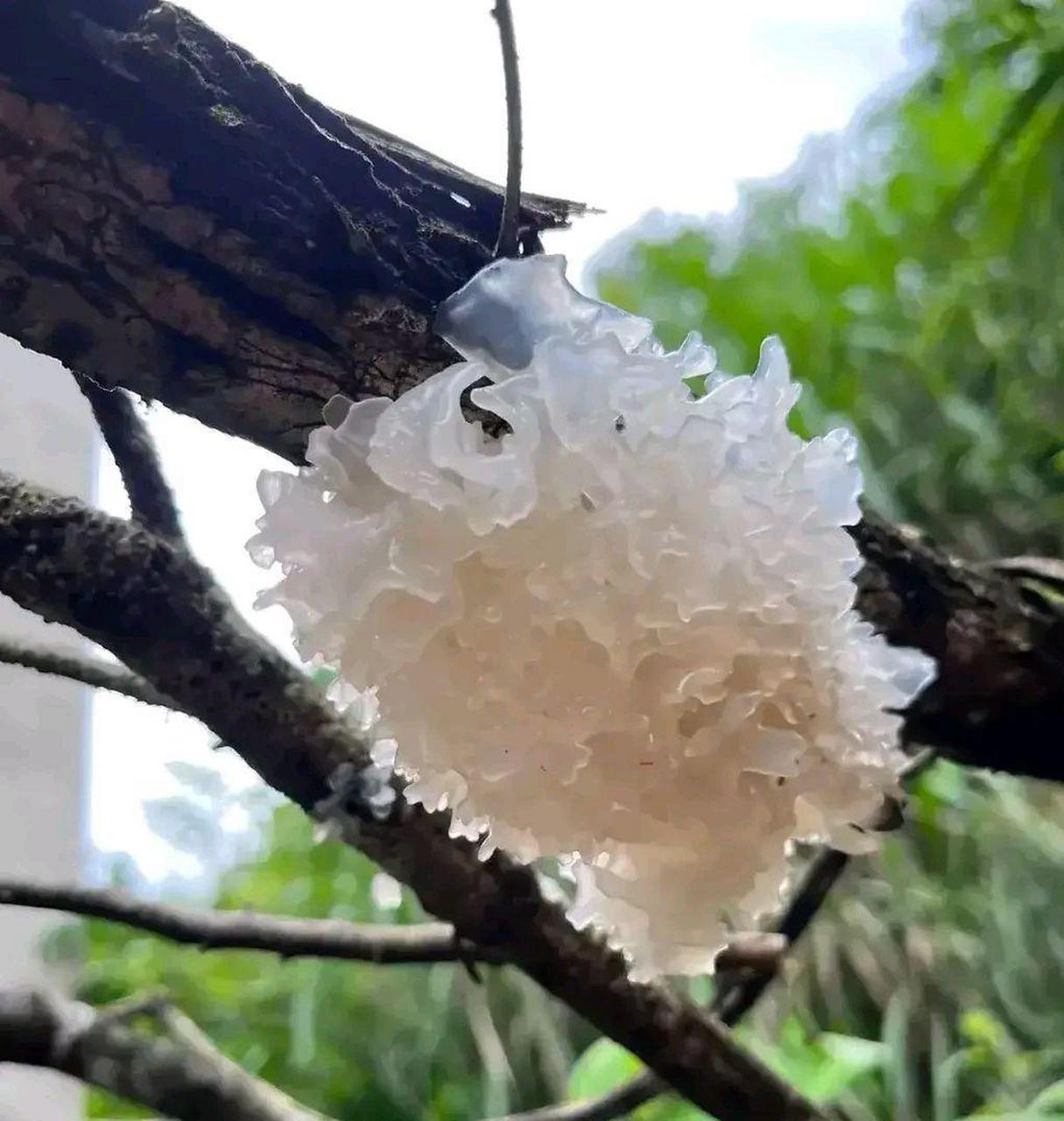 原来银耳是长在树上的啊?