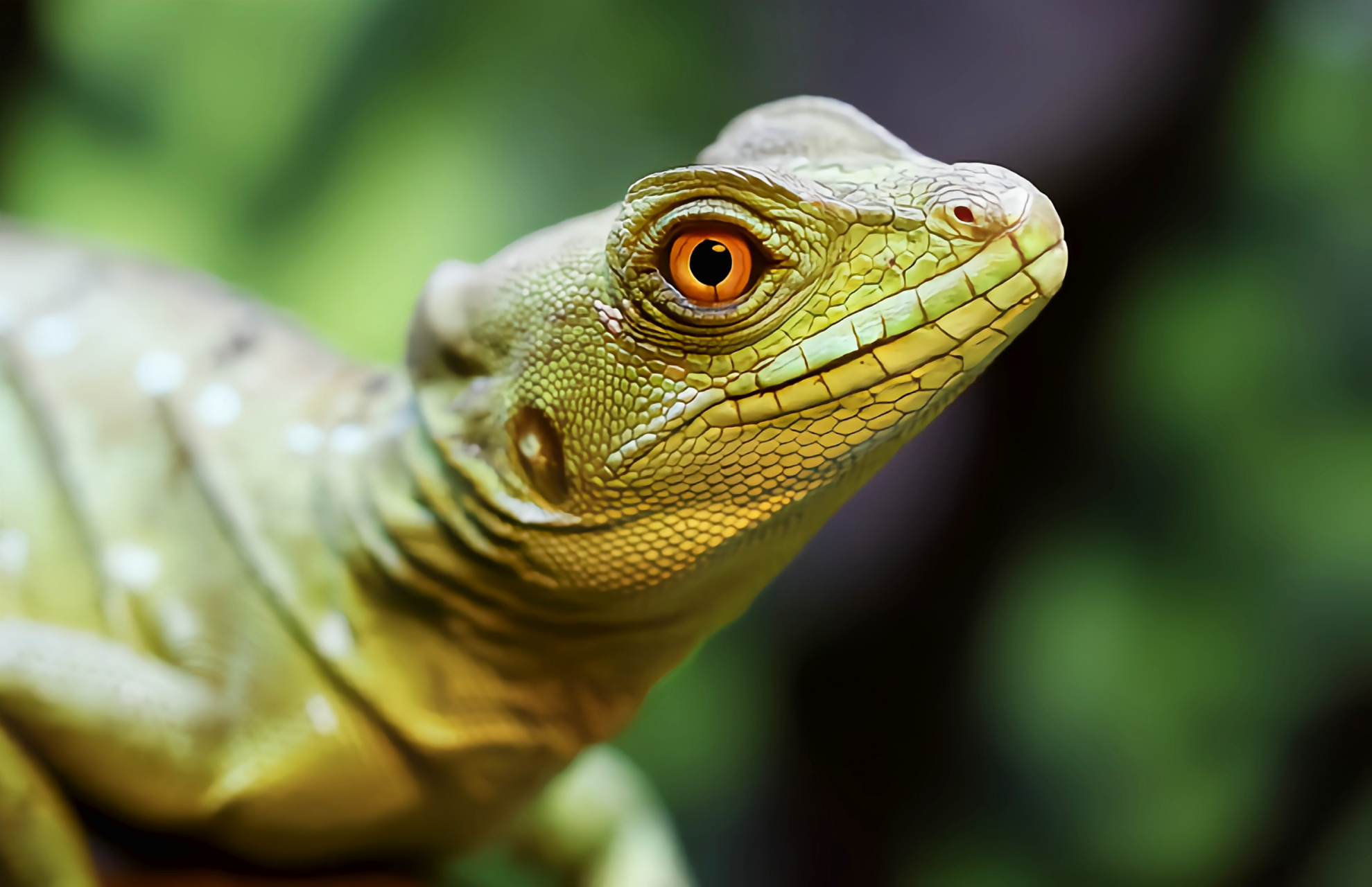 每天认识一种动物——双冠蜥 双冠蜥别名怪蛇,原产于南美洲,北美洲