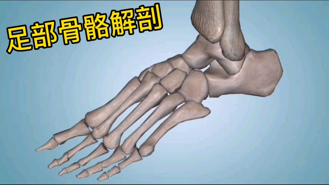 足部骨骼基础解剖