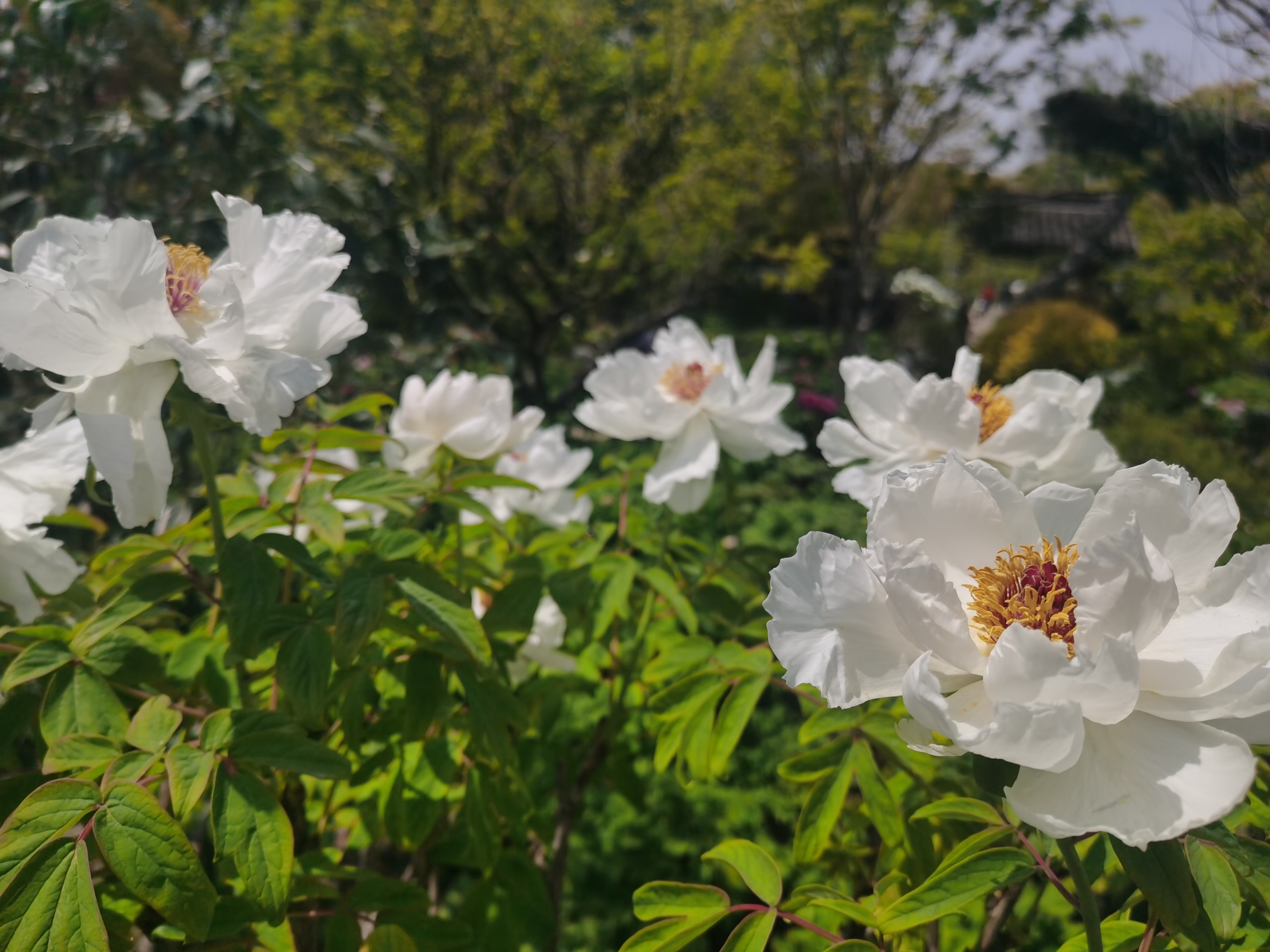 嘉兴南湖勺园牡丹正盛开