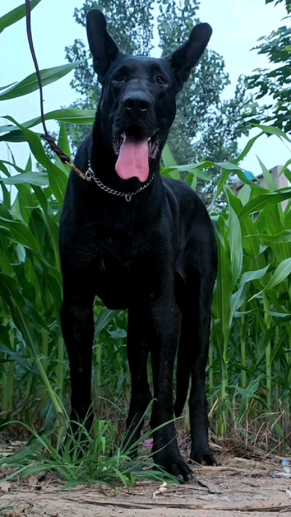 黑狼犬图片大全图片