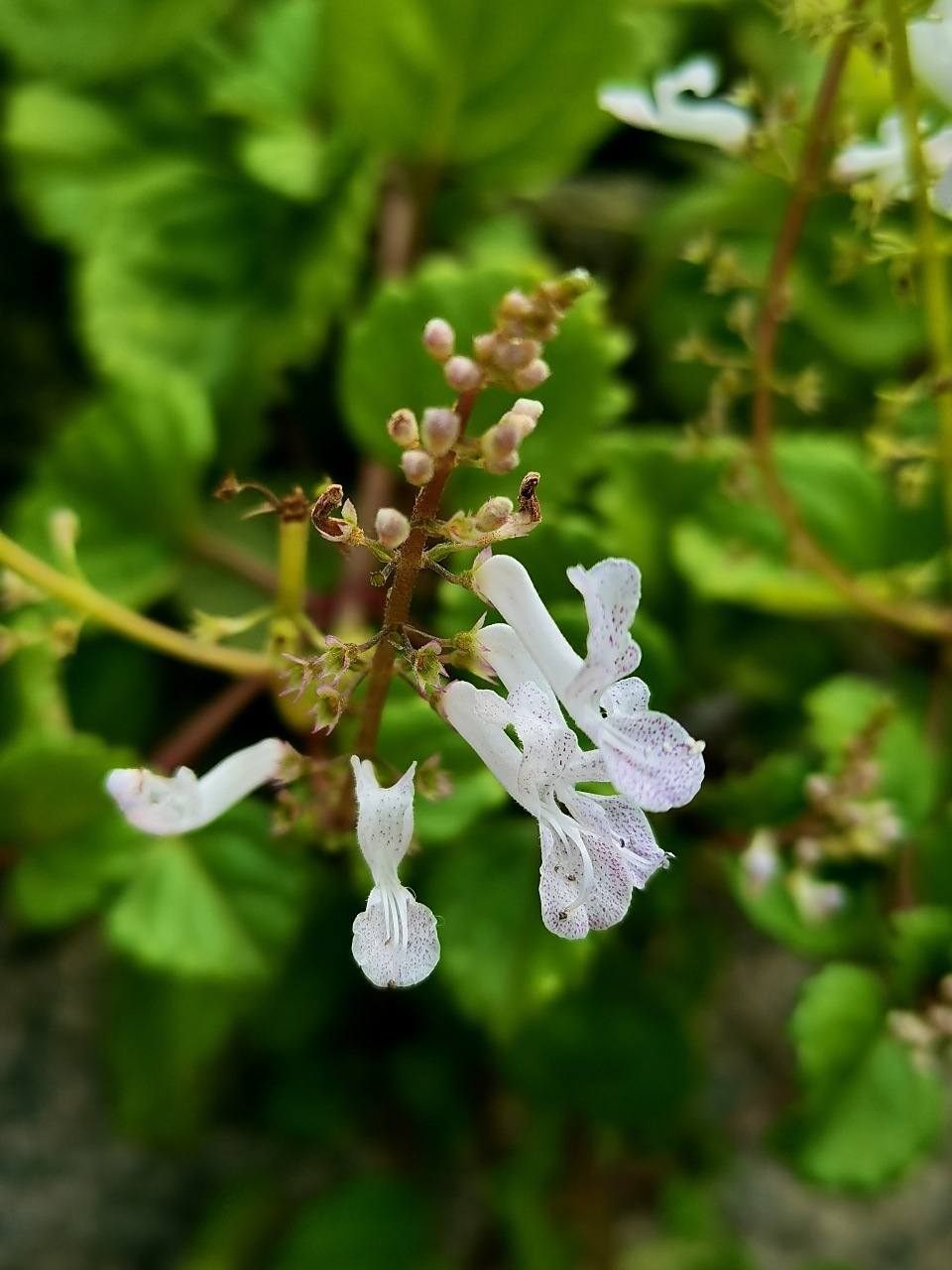 如意蔓(轮生香茶菜) 唇形科马刺花属多年生蔓性草本植物.