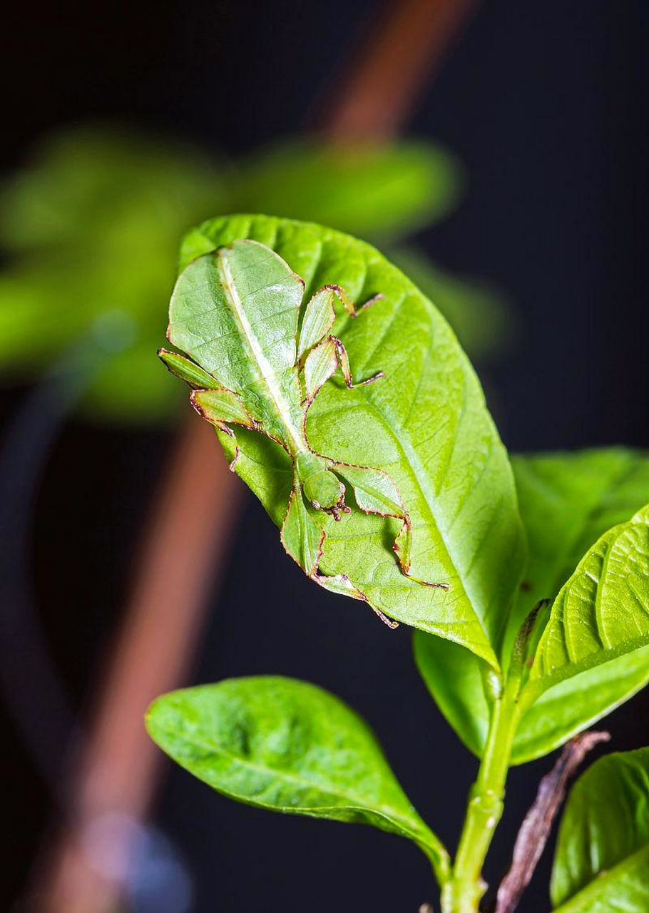 神奇的叶脩虫,外貌宛如一片树叶,是大自然的巧妙伪装大师.