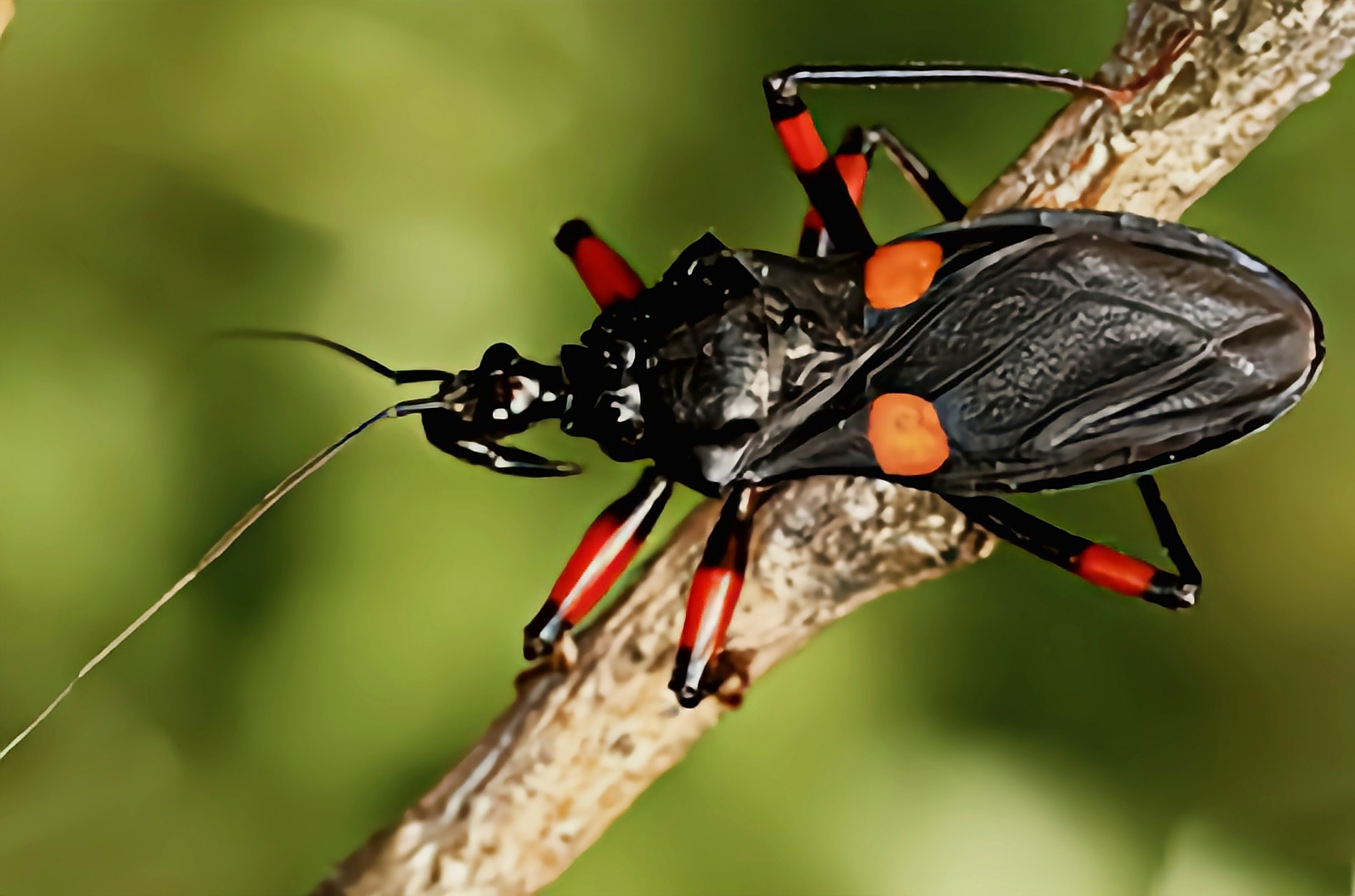每天认识一种昆虫——橙斑猎蝽 橙斑猎蝽别名橙双斑猎蝽,是半翅目