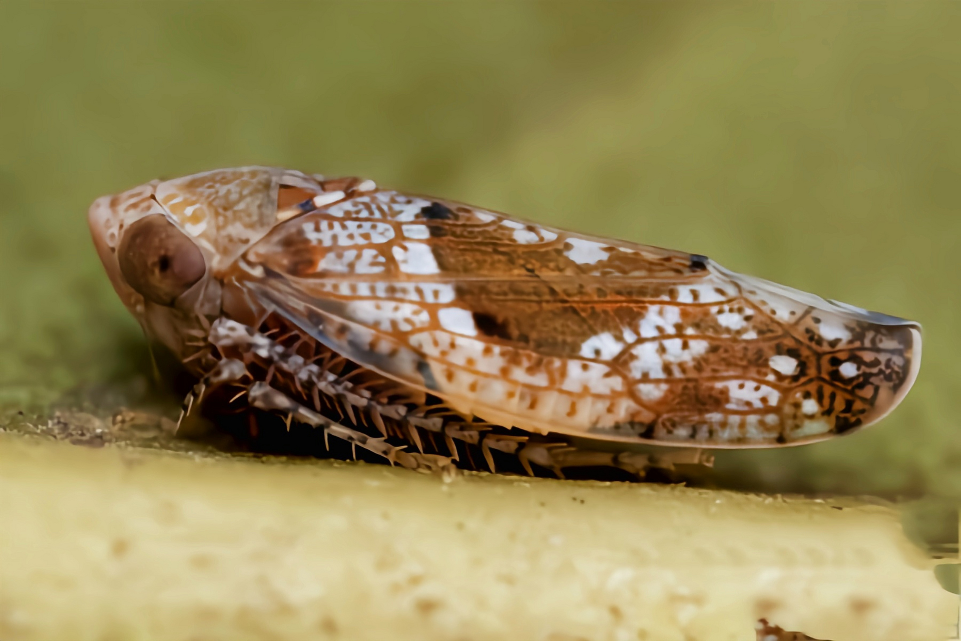 每天认识一种昆虫——菱纹叶蝉 菱纹叶蝉别名红头叶蝉,凹缘菱纹叶蝉.
