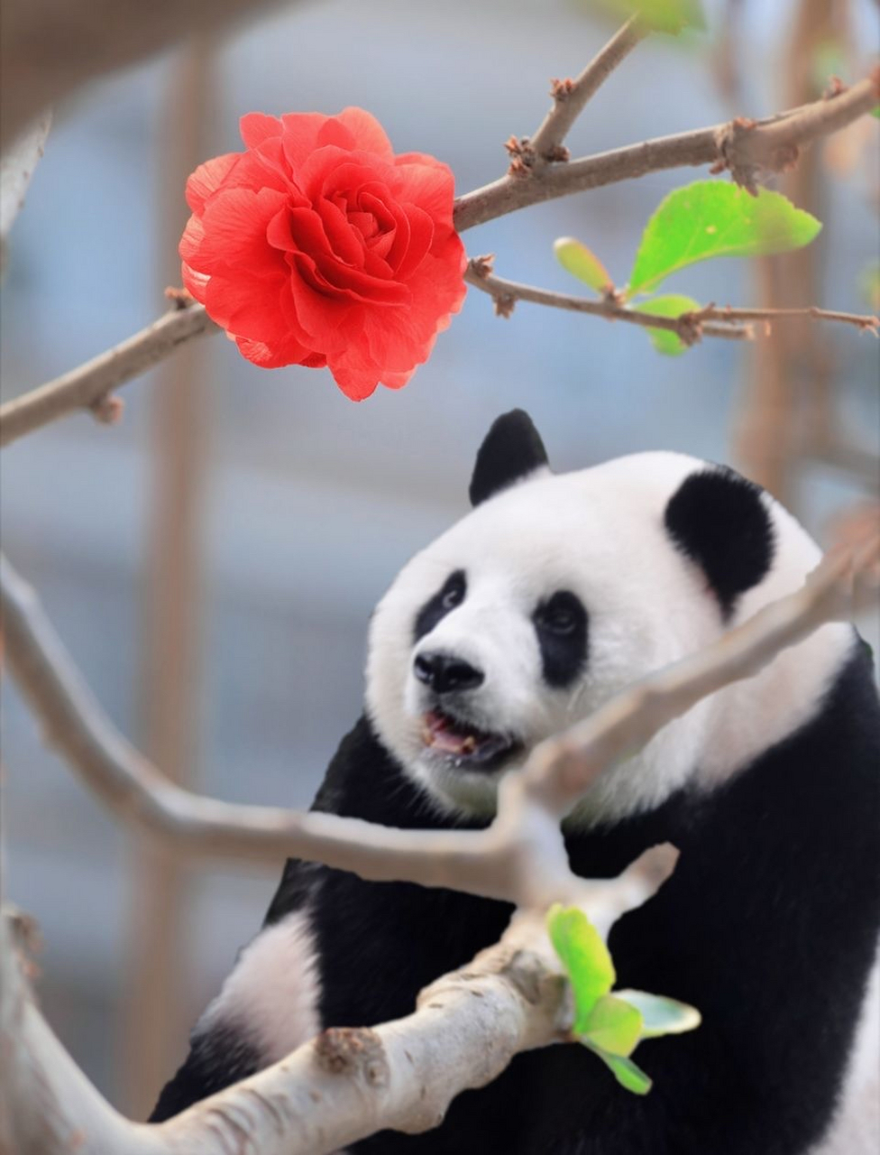 北京动物园的萌萌,愿它笑容治愈每一个疲惫,沧桑,甚至受伤的心灵!