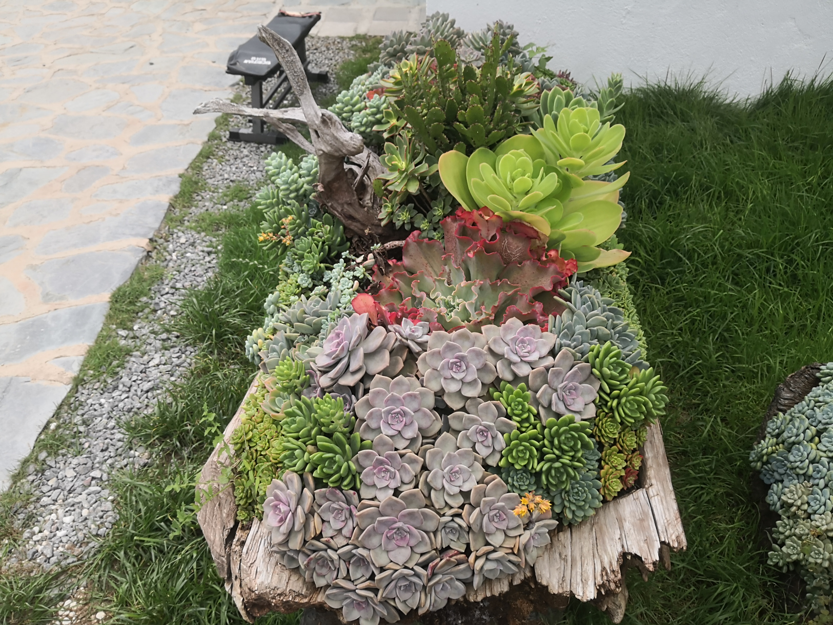 多肉植物算得上是最好组盆造景的植物之一,植株低矮,株型紧凑,色彩