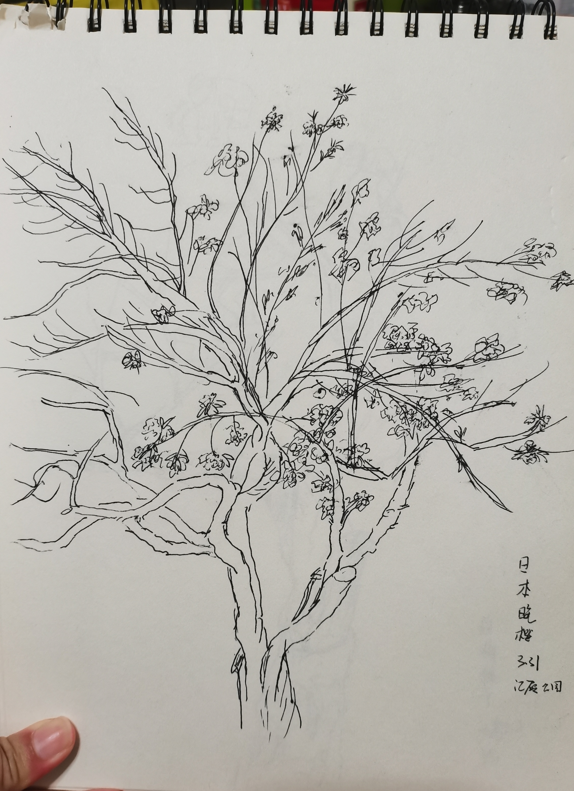 日本晚樱—江厦公园