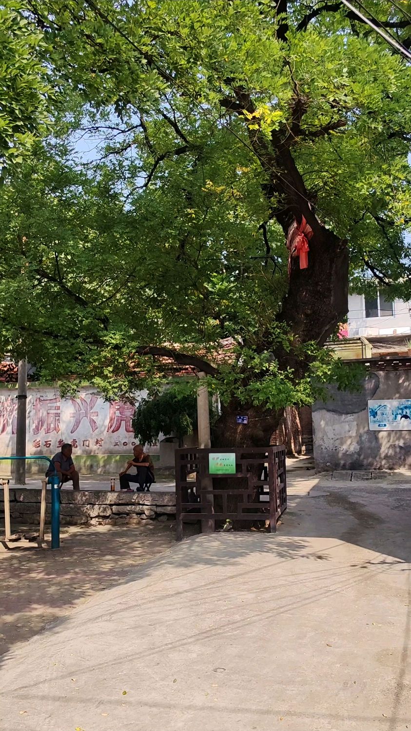 山东济南虎门村百年老槐树!山村景美难忘乡愁!这里熟悉吗?