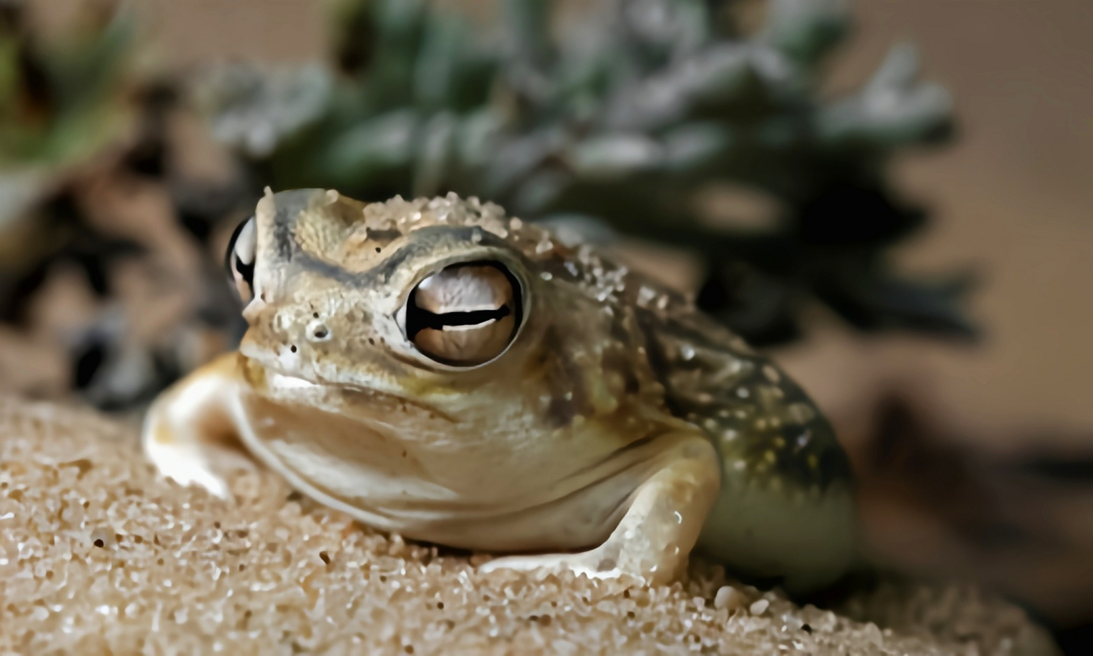 每天认识一种动物——南非沙漠雨蛙 南非沙漠雨蛙别名馒头蛙,生活在