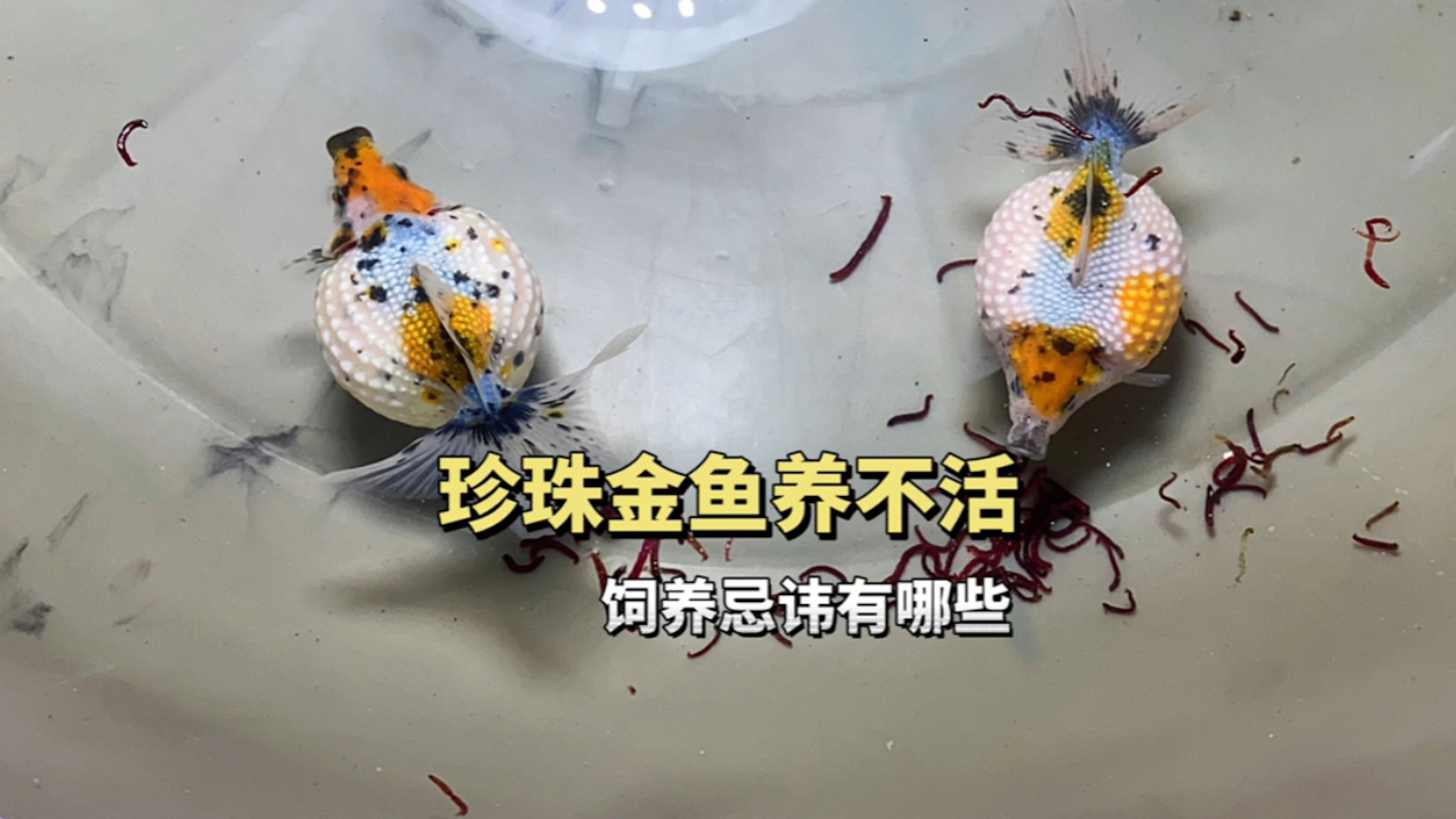 珍珠金鱼为什么总养不活?饲养的忌讳有哪些?