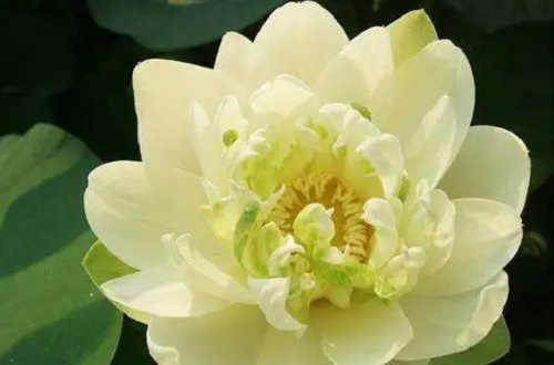 玉碗荷花长什么样子呢?真是百看不厌!