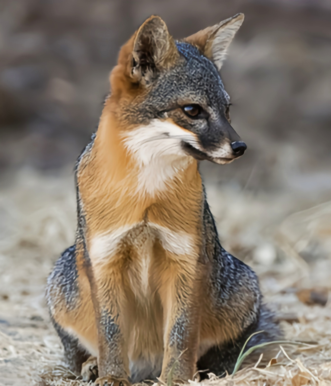 每天认识一种动物——岛屿灰狐 岛屿灰狐别名短尾狐,海岛灰狐,只生活