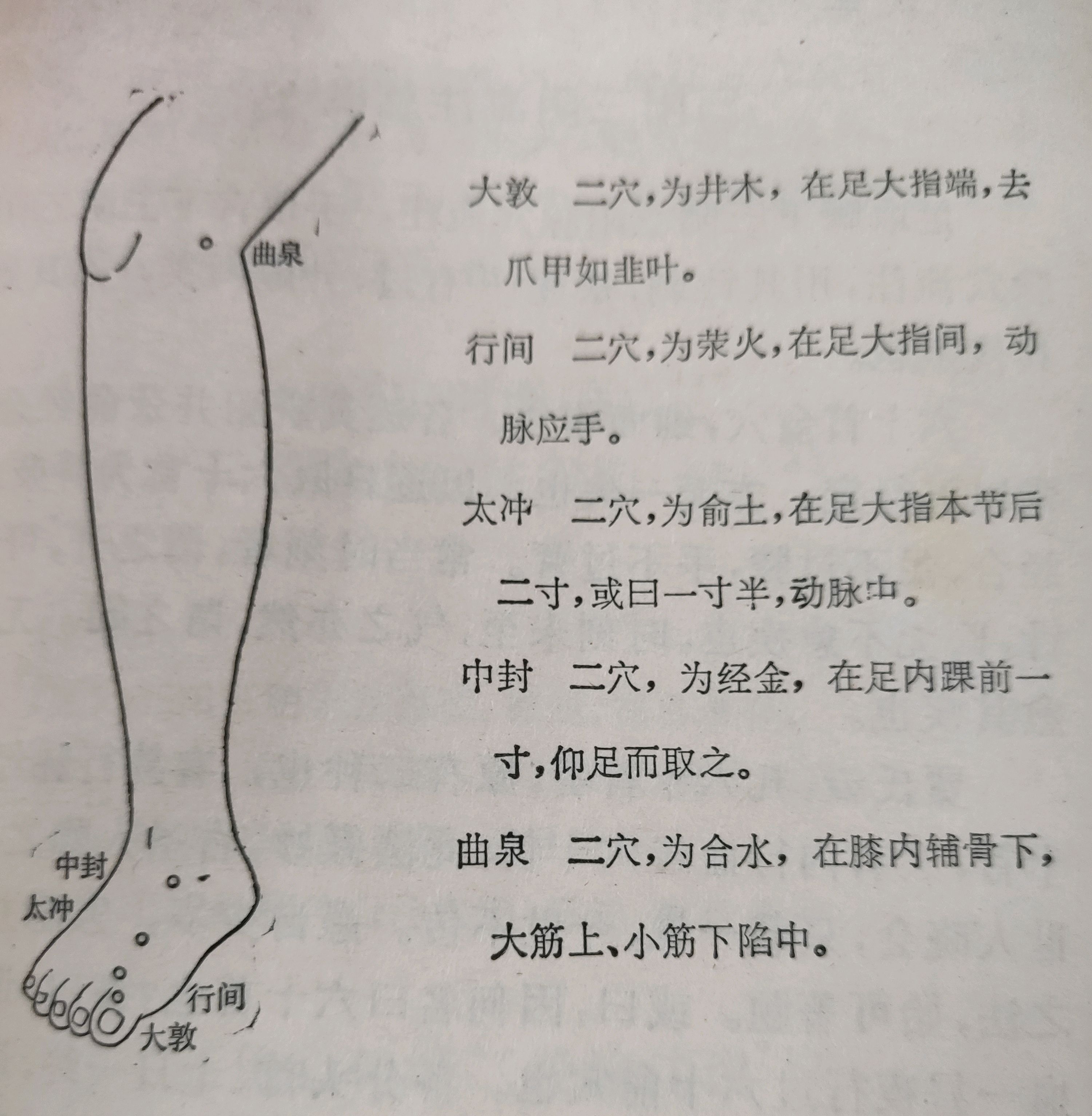肝经在左腿还是右腿图片