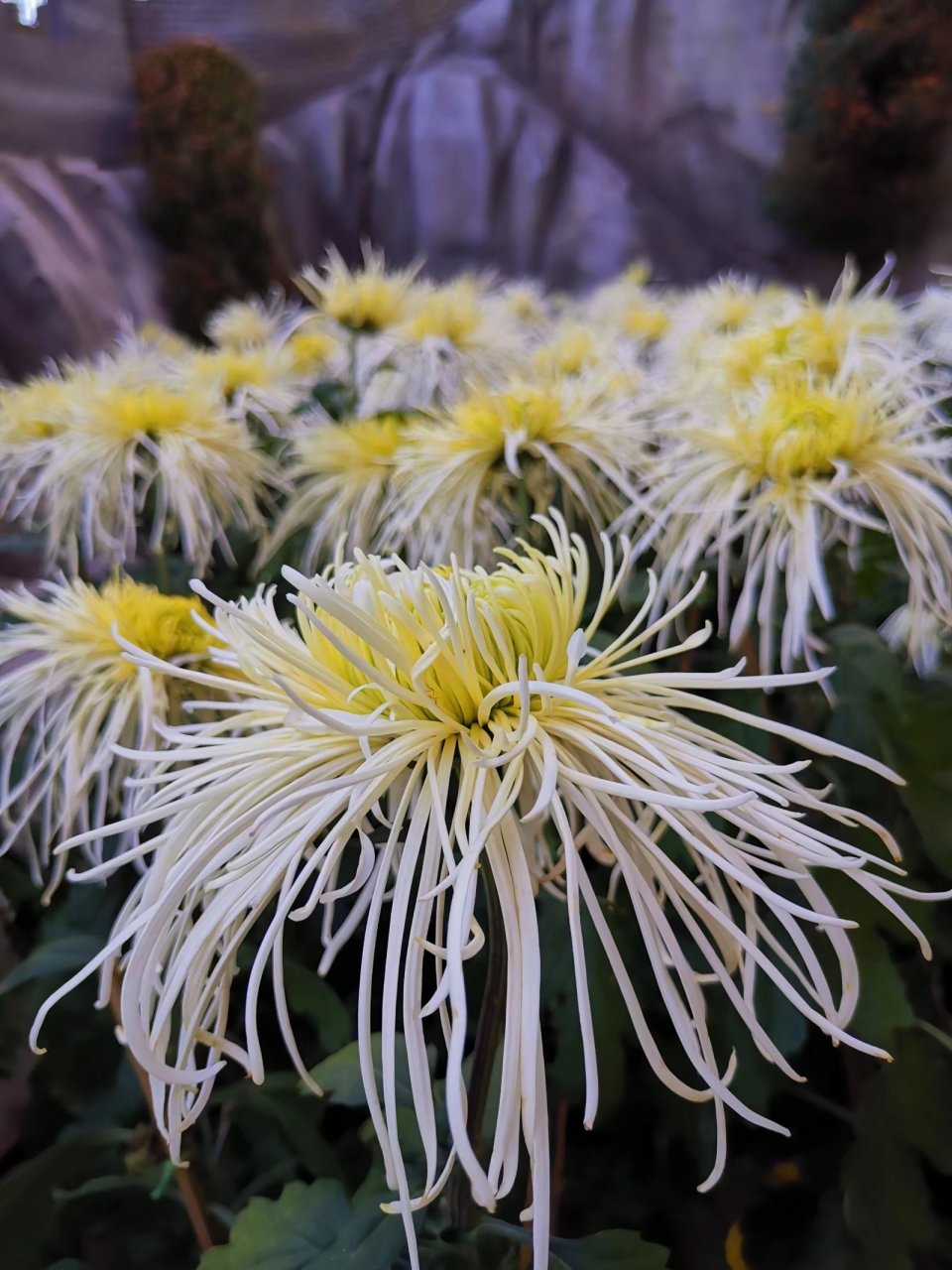 菊花 98菊科菊属多年生草本植物,由某些野生菊经种间杂交演化而来的