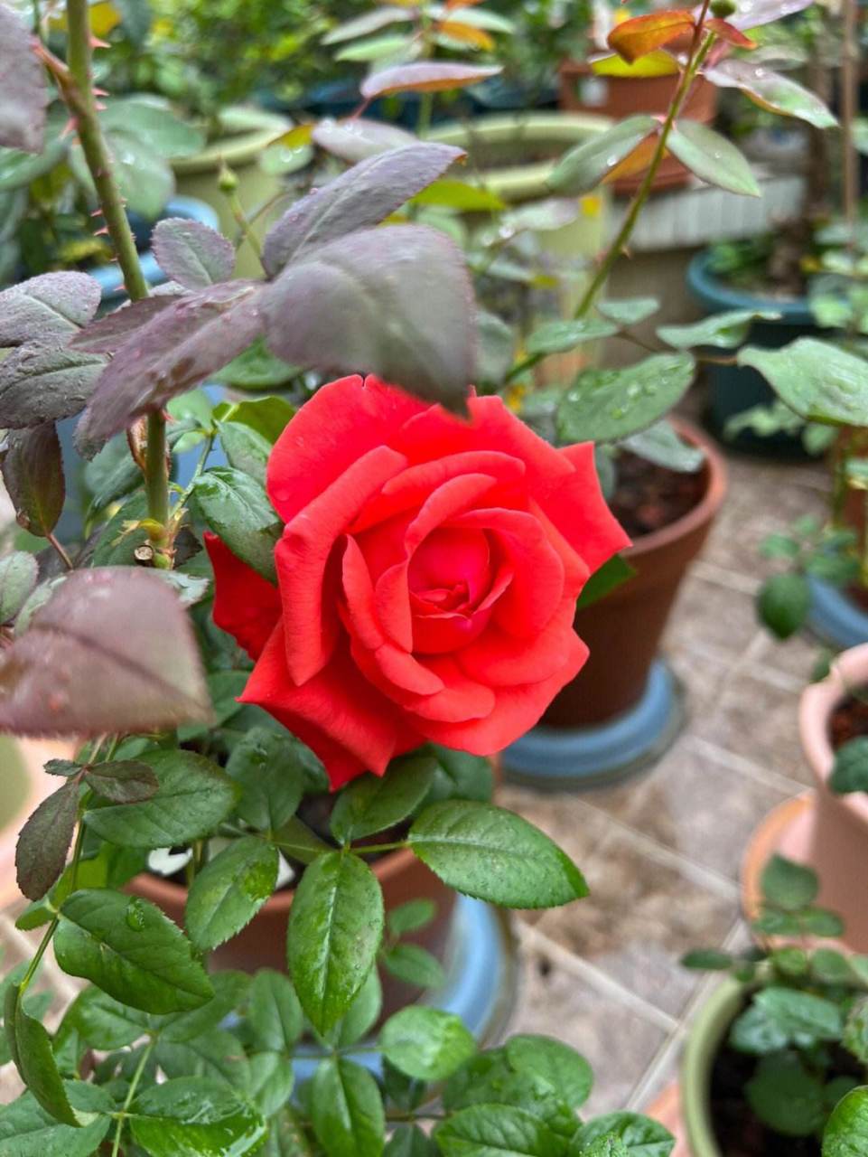 月季花—绯扇. 大红喜庆的颜色,绯扇有着传统的美,无可替代.