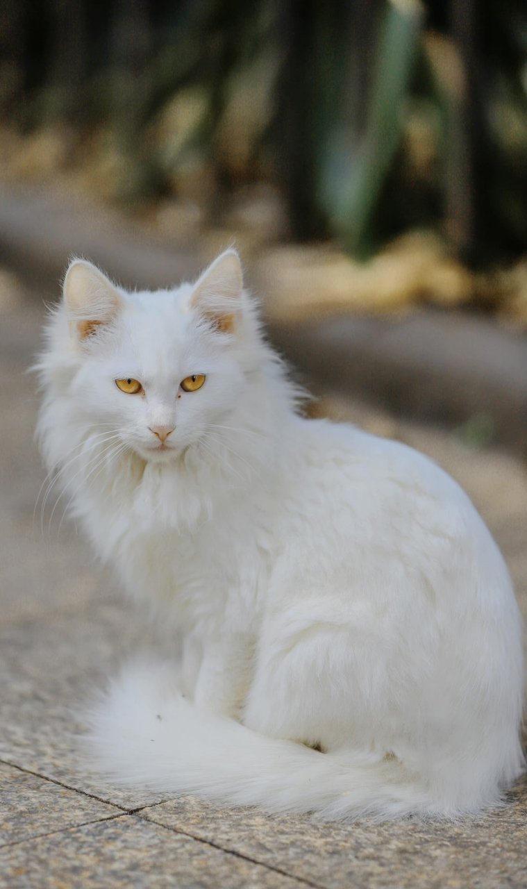 黄色眼睛的狮子猫,带有一丝异域风情,猫中迪丽热巴#萌宠# #流浪猫