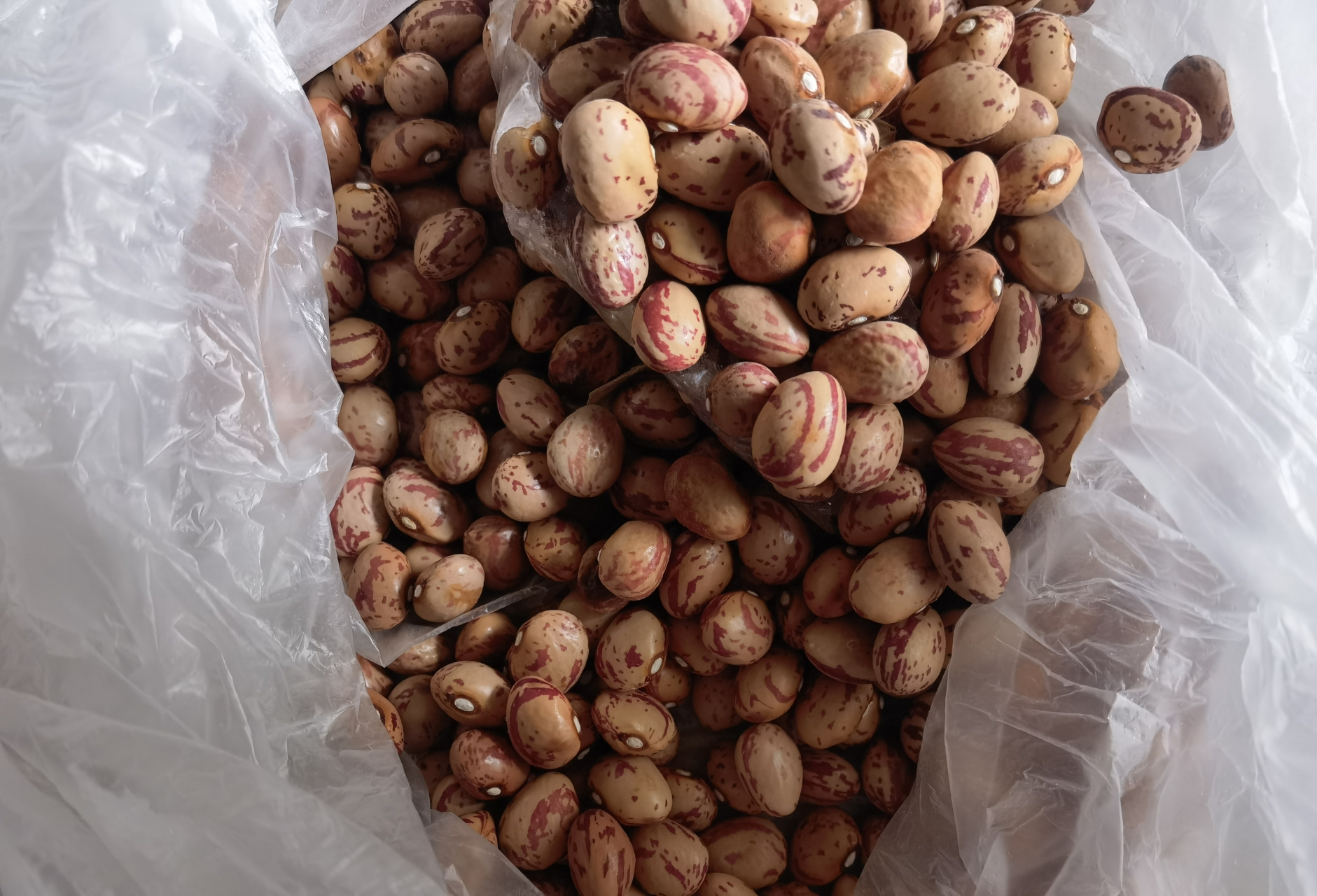 干豆子放冰箱冷藏,然后头一天晚上热水泡起,到第二天下锅煮熟,这是这