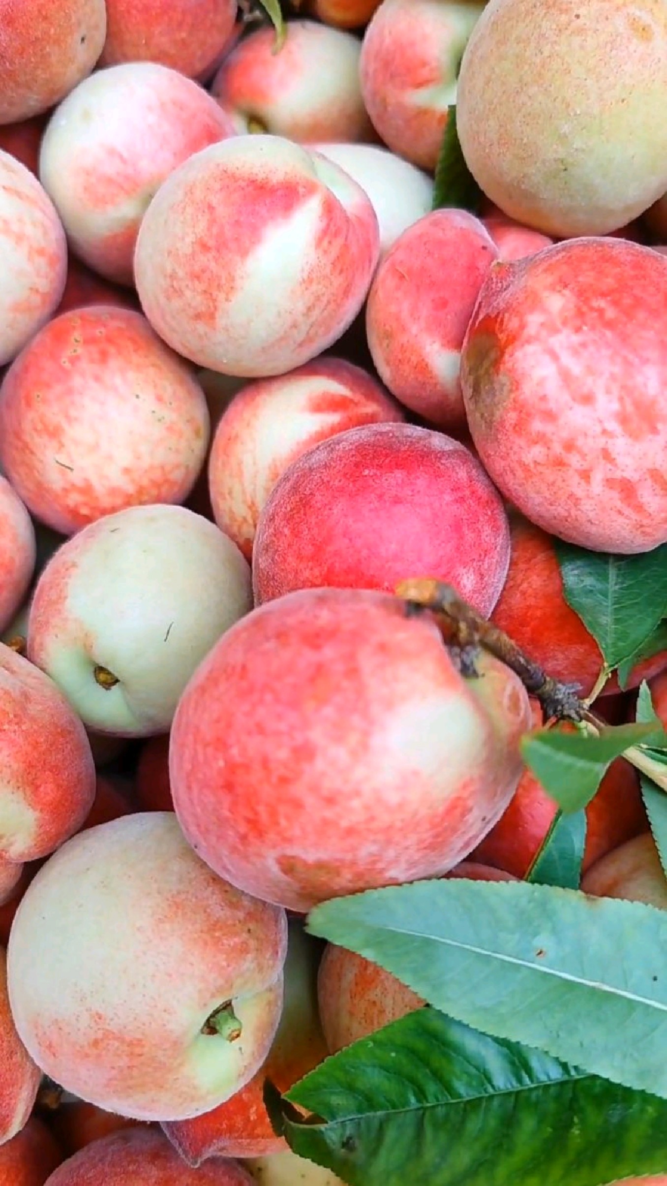 5月14日,衡阳市蒸湘区长船菜市场,8元一斤的衡山猪血桃,看颜色就勾人