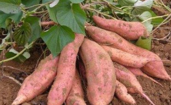 秋天长在地下的果实有哪些