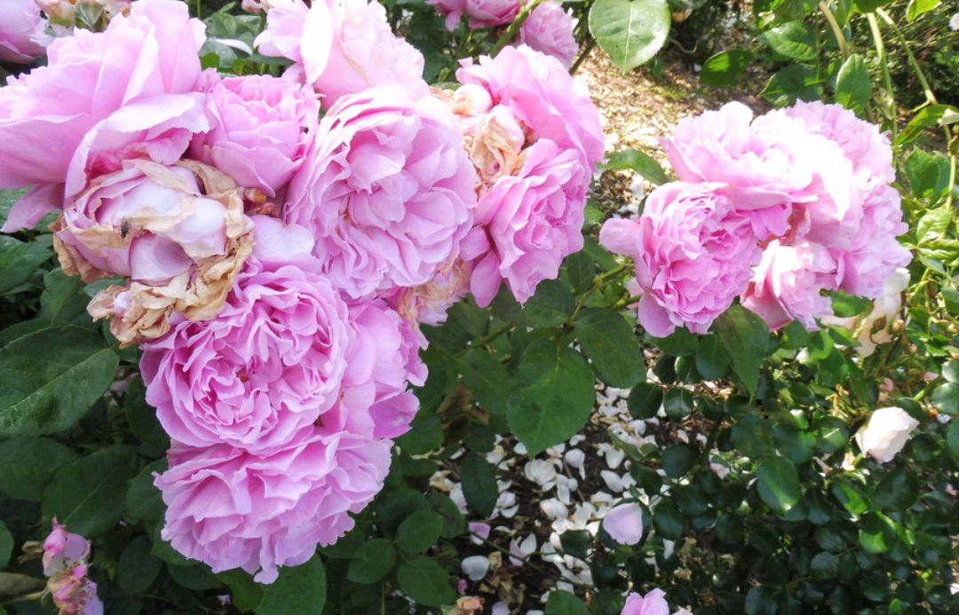 「耐热耐阴抗病」玛丽玫瑰(mary rose)