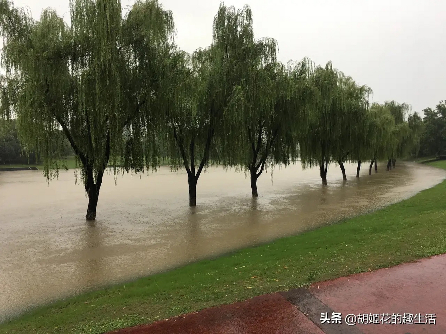 昨天起又下雨了 我一整天都没有出门 今早发现 运粮河水位 一夜间上涨