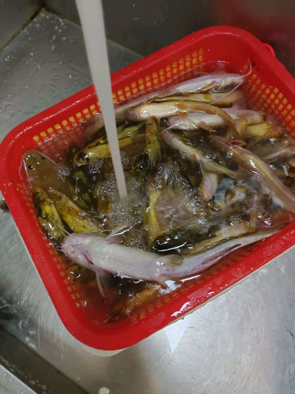 朋友送的5斤黄疯子鱼,一斤奄奄一息了,这种鱼在农村老家不值钱.