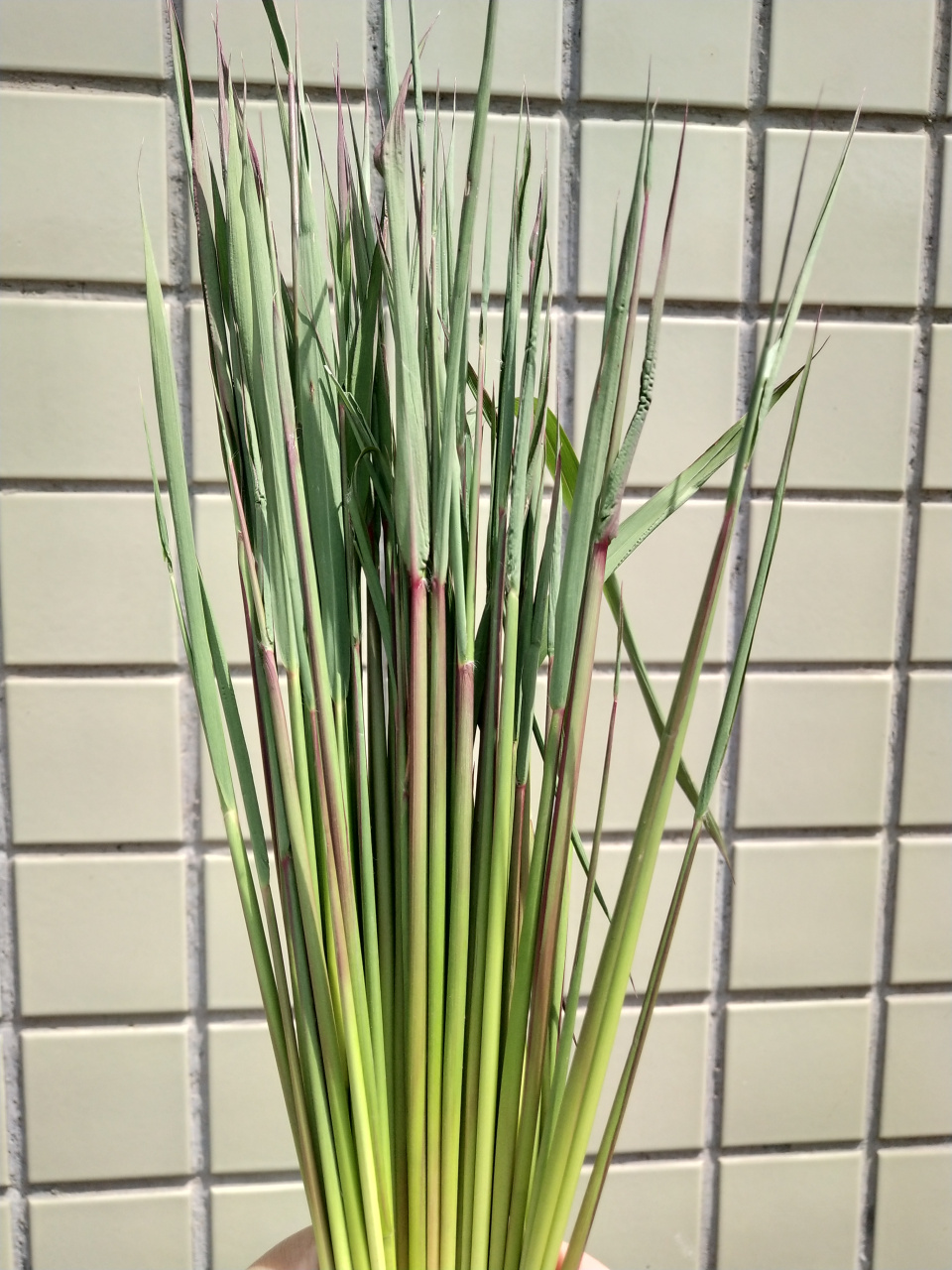 下图这个东西我们这里叫毛针,你们哪里叫什么?