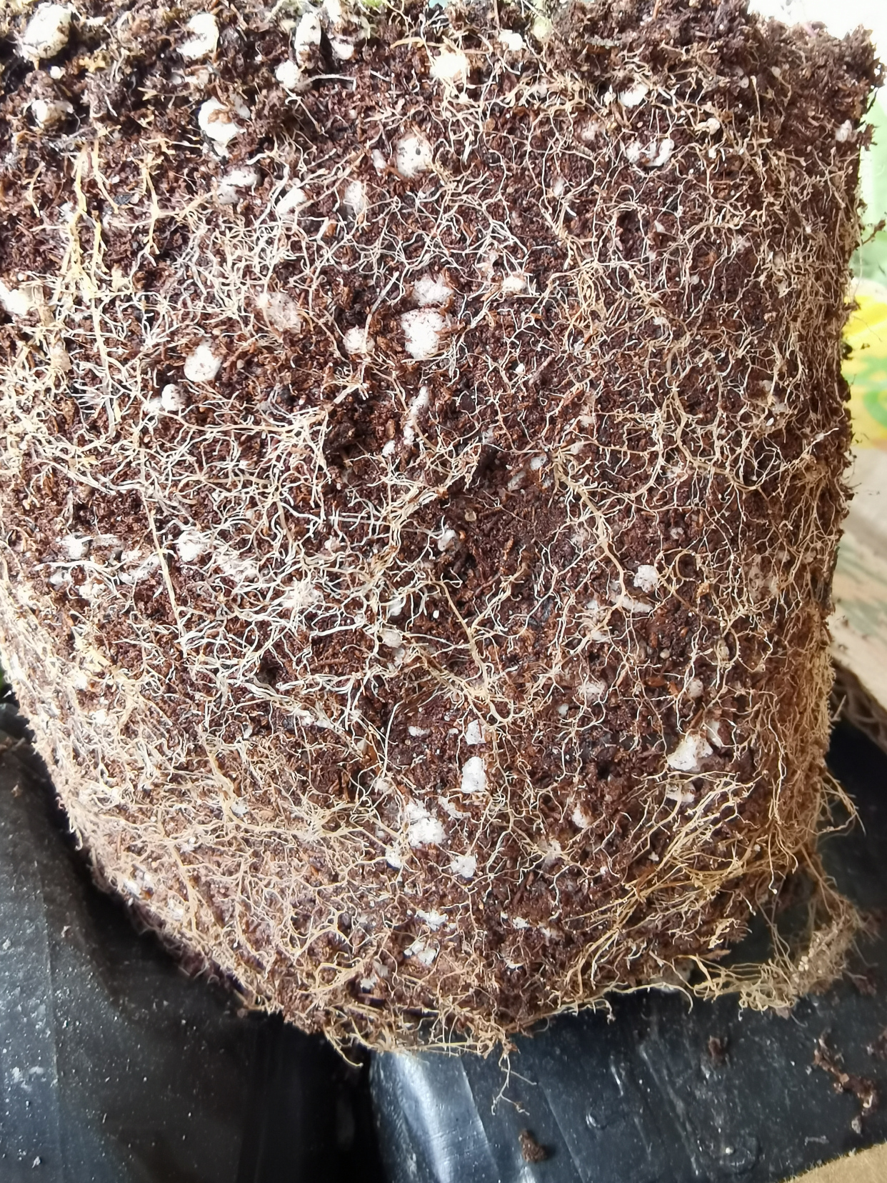 蓝莓三大病害之一灰霉病古城蓝莓技术部