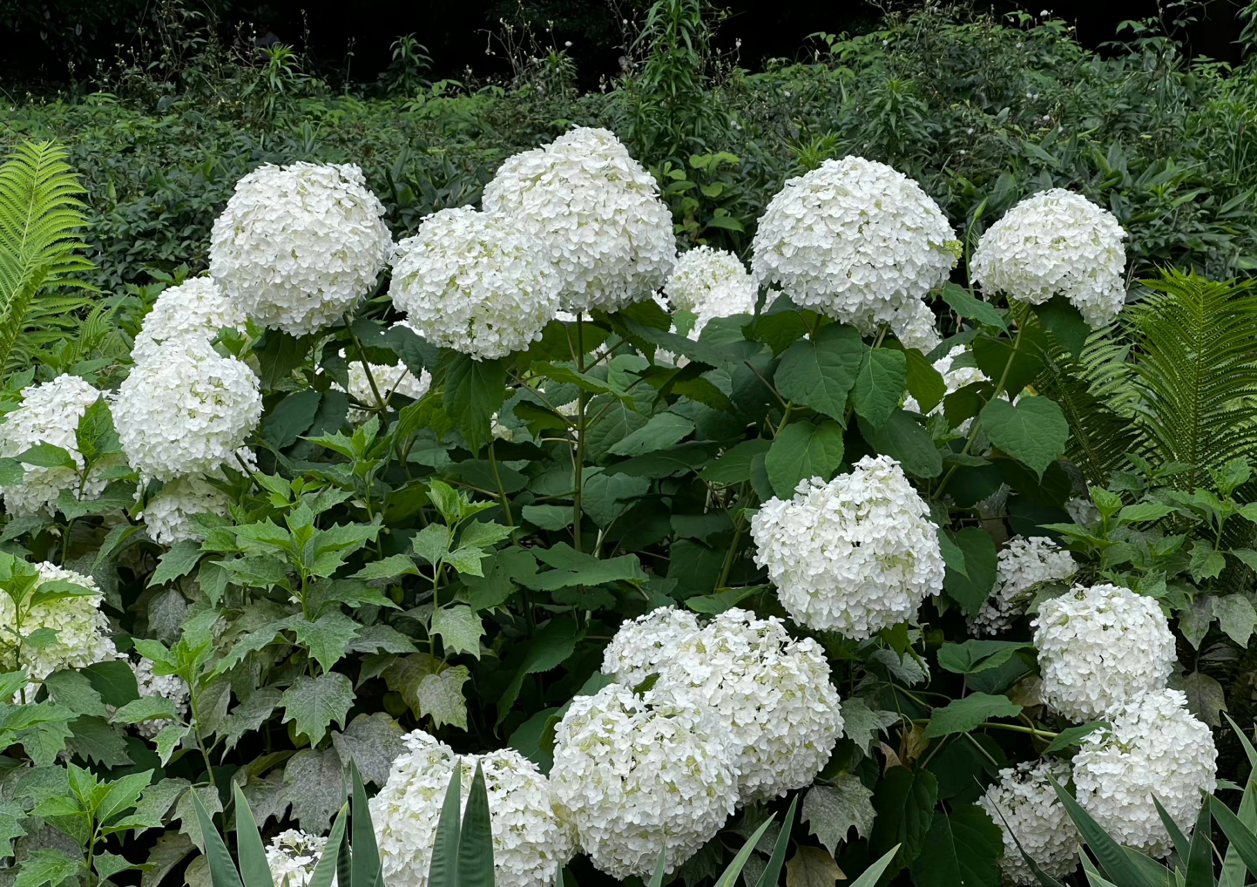绿暗时 花如圆玉莹无疵 何人团雪高抛去 冻在枝头春不知 「玉绣球花」