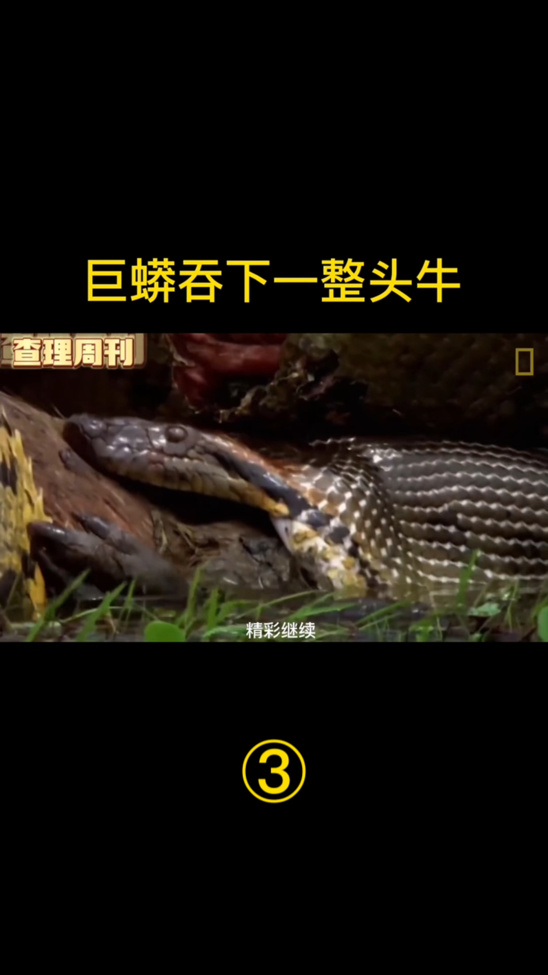 巨蟒吞下一整头牛!第三集