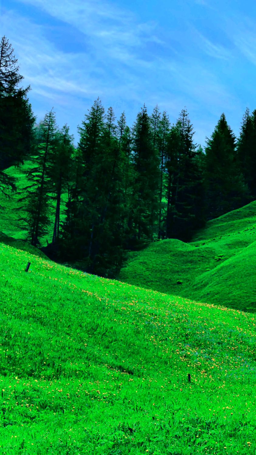 这大概就是绿草地给我们带来的一片美丽的风景