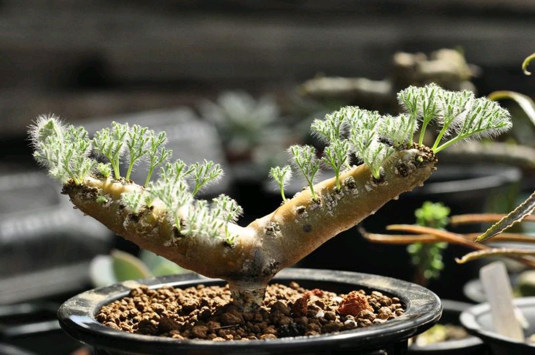 简单介绍黑皮月界,叶片最萌的块根植物(1)