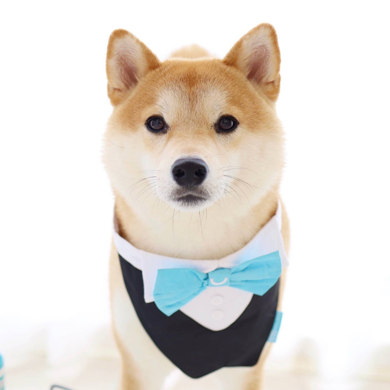 绅士小柴犬,帅气证件照登场 小春:我也帅一把,好吗?