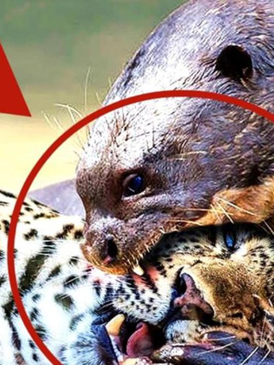 美洲豹的天敌是水獭?美洲豹vs水獭,谁能更胜一筹!