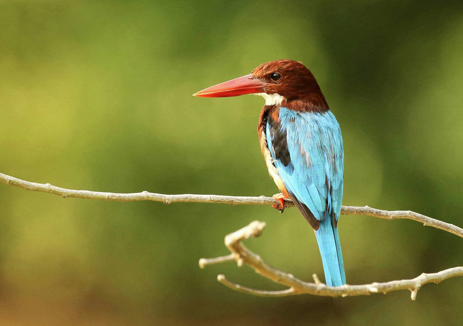 白胸翡翠以昆虫为主食,多捕食松毛虫,对林业起到保护作用.