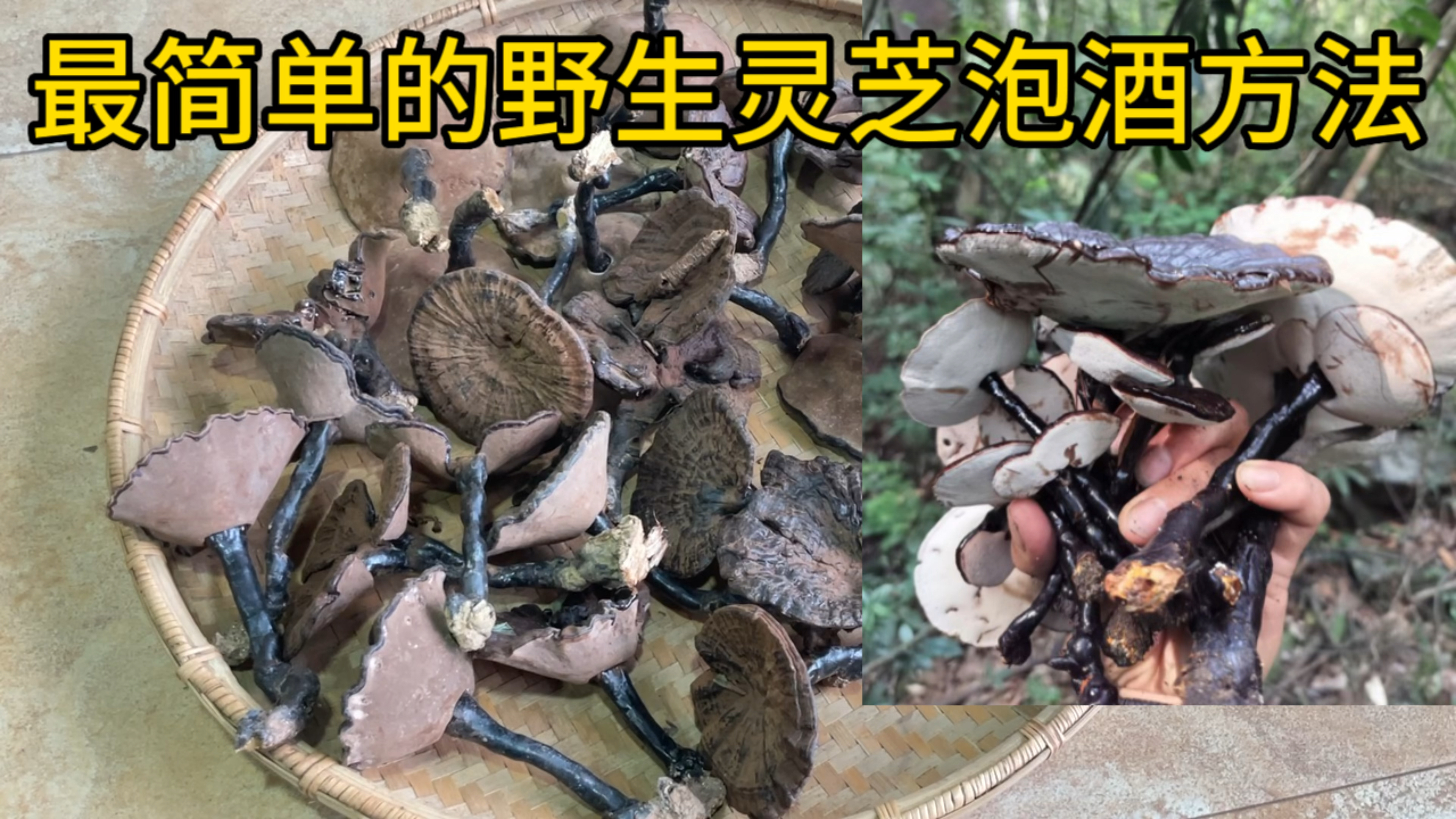 灵芝泡酒的正确方法,灵芝泡酒,比例多少你知道吗?