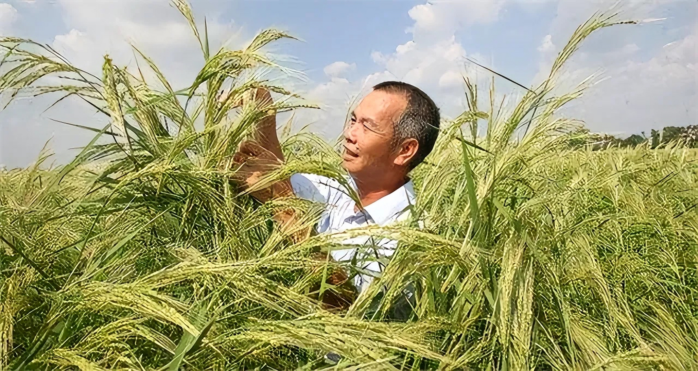 2016年,袁隆平院士找到海水稻之父陈日胜,邀请他加入团队,没想到