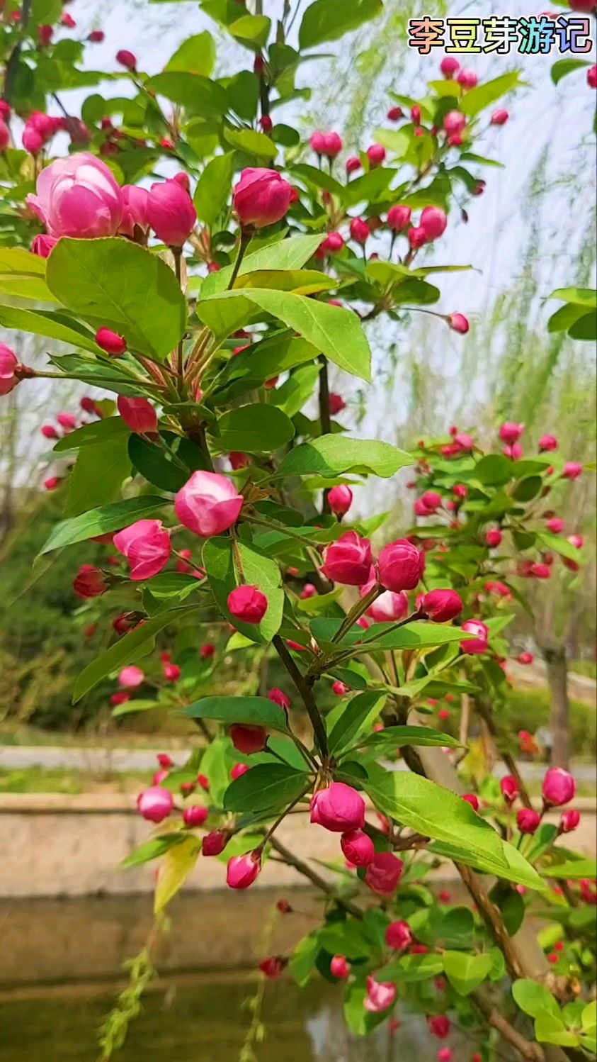 含苞待放的海棠花