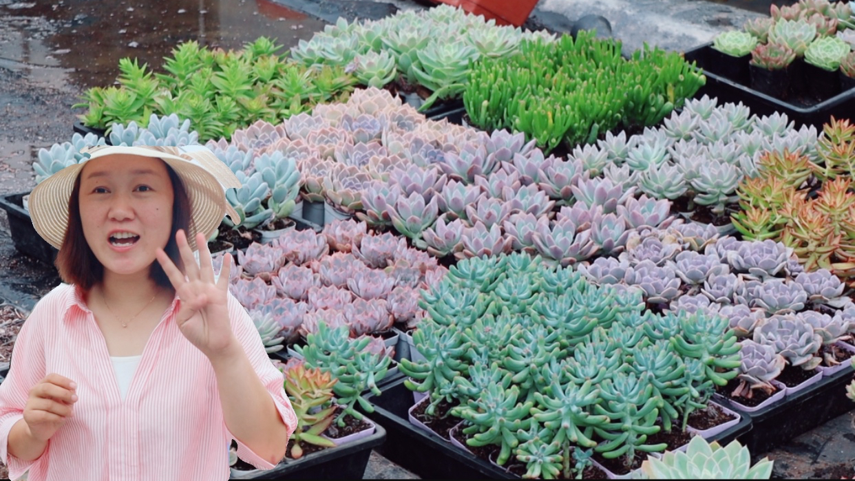 4元一盆的多肉,一下选了200盆,太漂亮了!