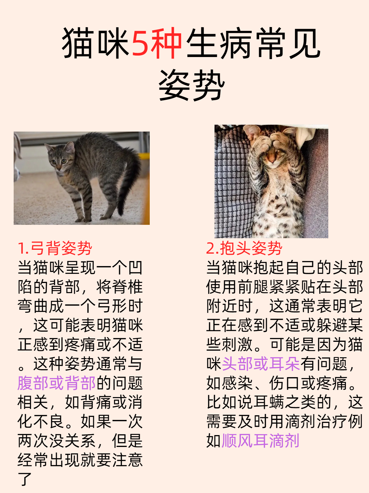 猫咪不舒服的姿势图片