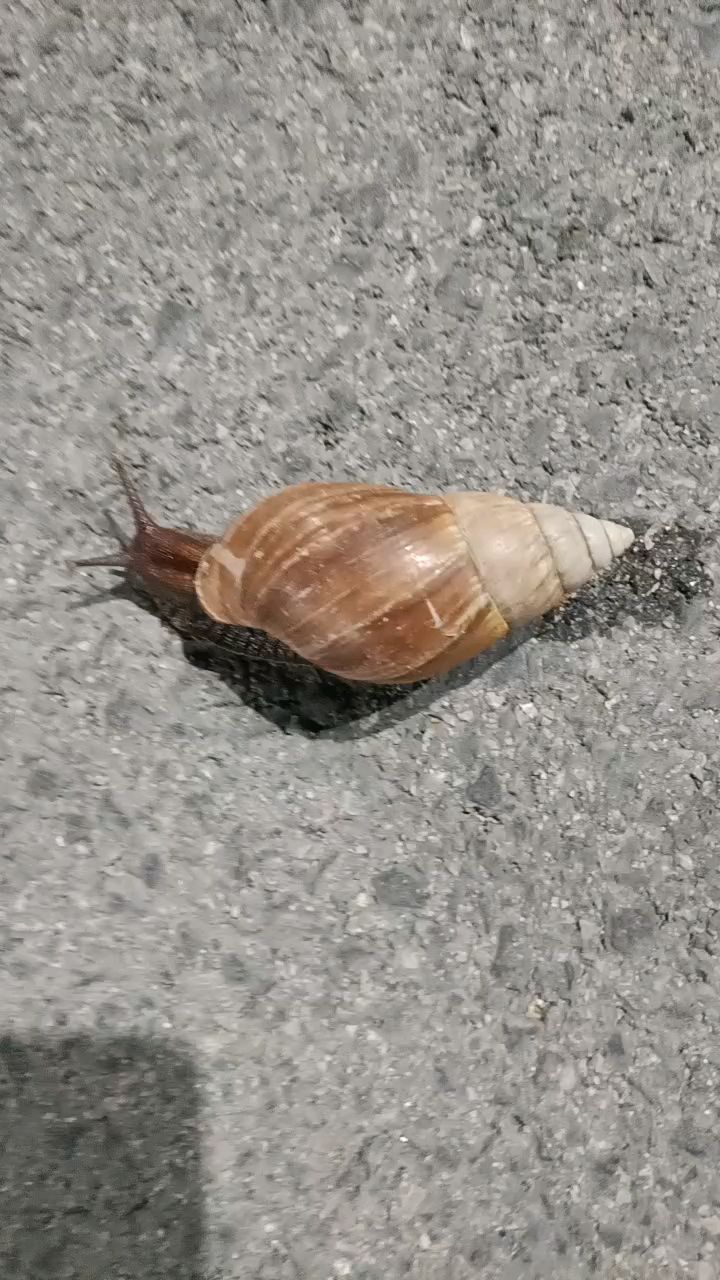 海南蜗牛真大