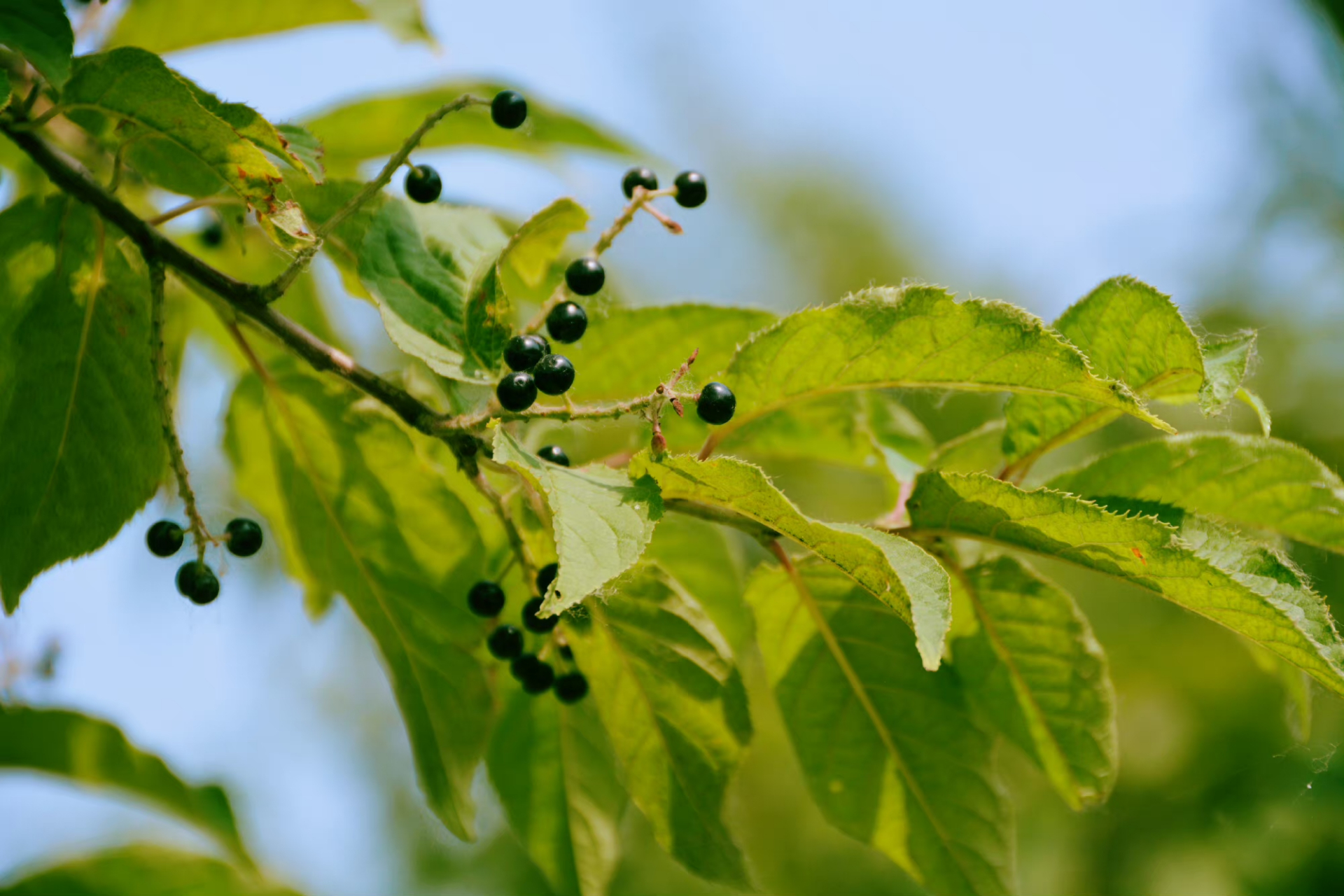 斑叶稠李树果实