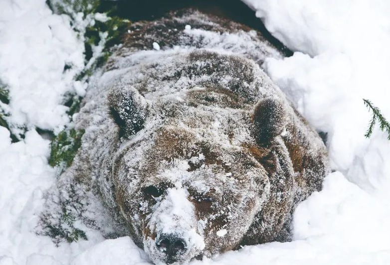 熊为什么冬眠时会睡那么久