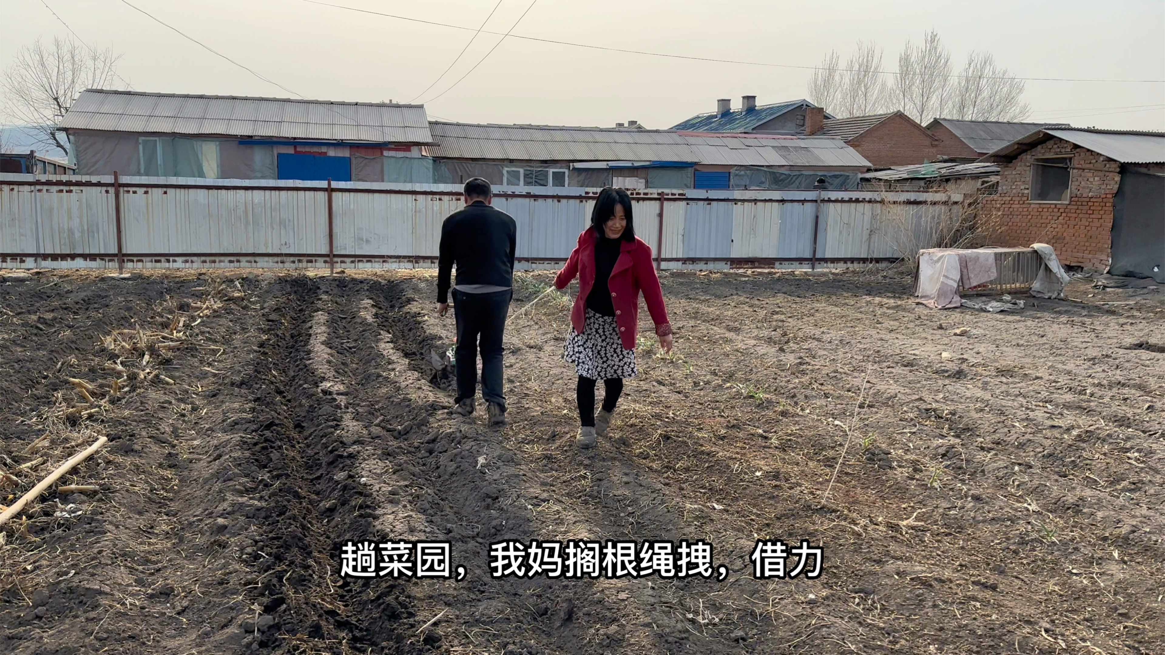 东北爸妈欢乐多多,两人合力收拾菜园,糖醋排骨配上蘸酱菜吃美了